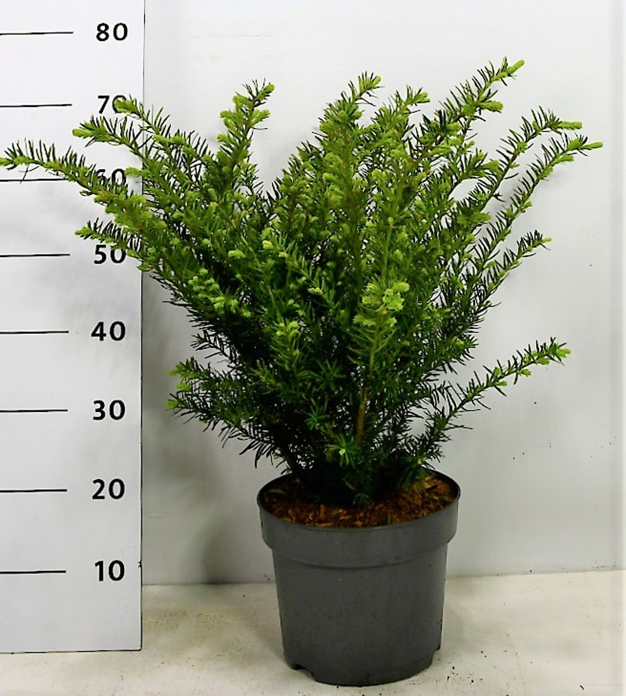 Taxus media 'Farmen' - C5 30-40 CM